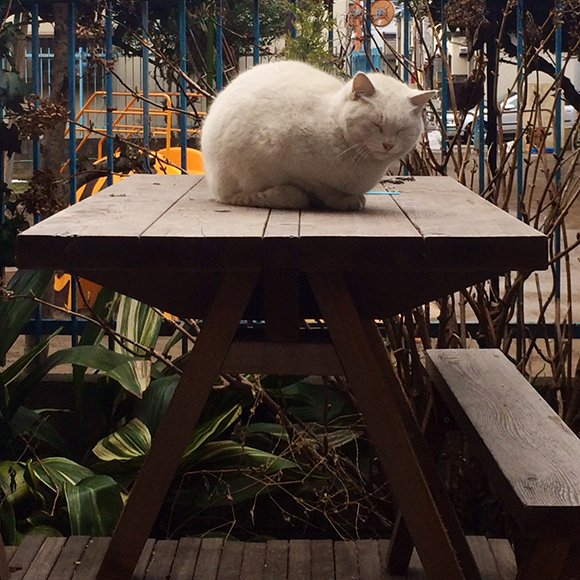 cat
